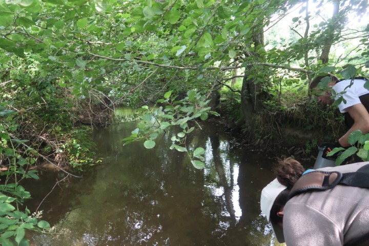 1-Actualisation des effectifs sur la Halouze (Petit) Photo 1 : dans la continuité de l’actualisation des comptages des populations normandes de mulettes perlières, cette année, c’est la Halouze qui a été passée au crible ! Avec l’aide des techniciens rivières de l’Entente Egrenne-Varenne, c’est presque 1,5 km qui ont été prospectés à l’aquascope sur trois jours. Le dernier comptage remontait à 2017.