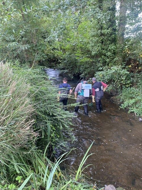 8-Pêche de mise en contact Sarthon (c)Alison VAL PNRNM (Petit) Photo 8 : Une petite partie du dernier lot récolté sur le Sarthon a été mis de côté afin d’organiser en début d'après-midi une pêche de mise en contact à même le cours d’eau. Une cinquantaine de truites ont été récupérées par pêche électrique avec la fédération départementale de pêche de l’Orne. Elles ont été mises en contact dans de grands bacs avec les larves de mulettes perlières pour optimiser la mise en contact. Au bout de 45 minutes, les truites fario ont été remises à l’eau. Merci à nos collègues de la fédération départementale de pêche et du Parc Normandie-Maine pour leur implication et réactivité au cours de cet été. Les suivis vont maintenant démarrer sur la Rouvre et l’Airou, plus tardifs !