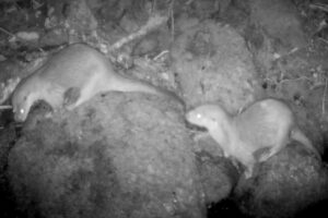 Deux loutres sur la Coulandre