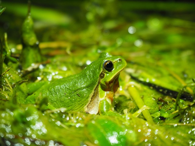 Photo : Rainette verte Hyla arborea observée au cours d’un suivi POP Amphibiens