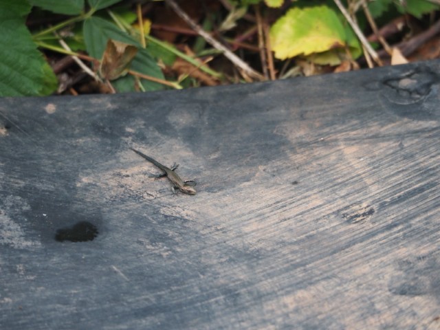 Photo 5 : Lézard vivipare Zootoca vivipara posé sur un ajonc.