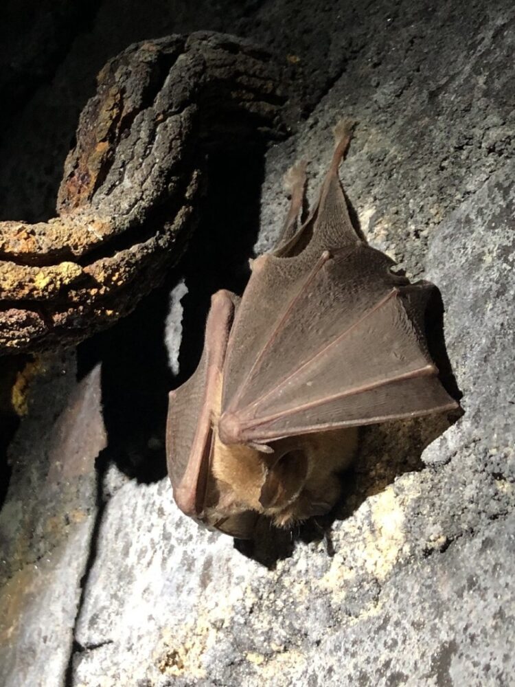 Nuit internationale de la chauve-souris !