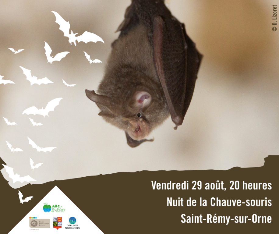 Nuit Chauve-souris V2 - Copie