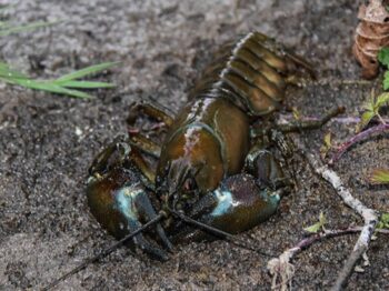 Article_Laurent_ecrevisse_Pacifique-3