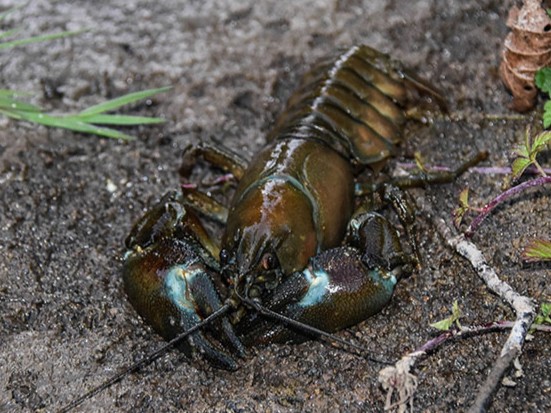 Article_Laurent_ecrevisse_Pacifique-3 Écrevisse du Pacifique