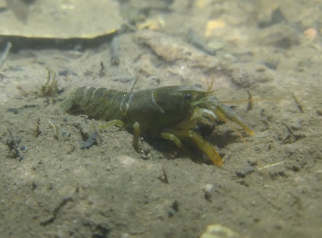 Cédric_BALLAGNY_CPIE61 (2)