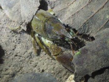 Elie_BODIN_CPIE_Collines_normandes