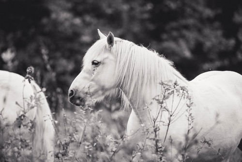 ARRIVEE_CHEVAUX_MGH_AUTOMNE_2025 (Petit)
