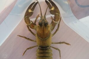 Écrevisse du Pacifique